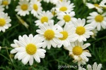Gyula virágok
