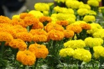 Gyula virágok